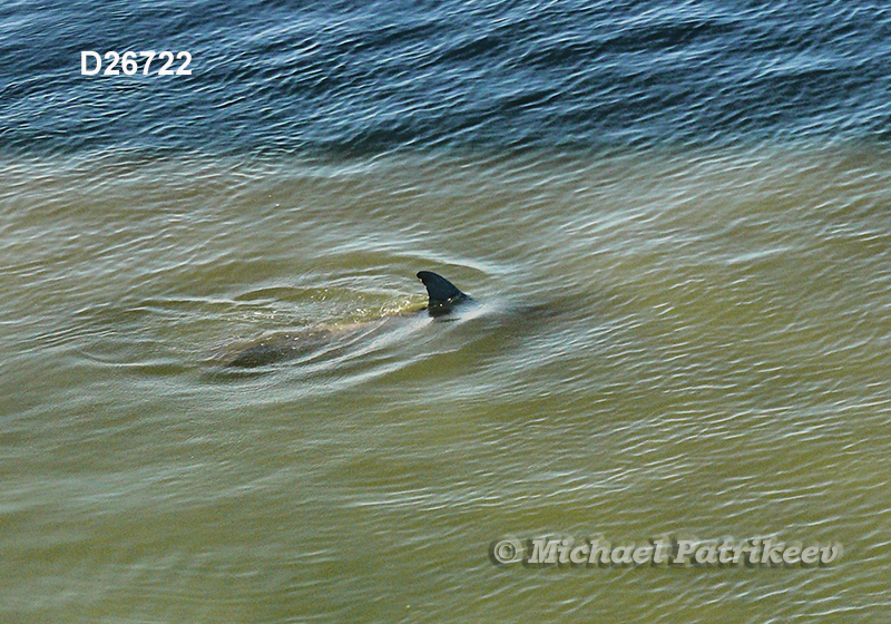 Common Bottlenose Dolphin (Tursiops truncatus)